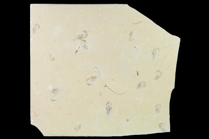 Cluster Of Fourteen Fossil Shrimp + Others - Lebanon #163598
